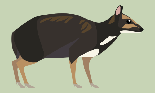 Tragulus nigricans - Philippine Mouse-Deer