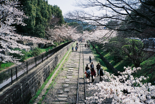 zyu10:Kyoto, Japan, 2015