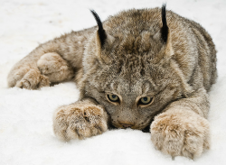 beautiful-wildlife:  Lynx by Raymond Barlow