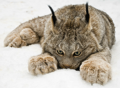 beautiful-wildlife: Lynx by Raymond Barlow adult photos