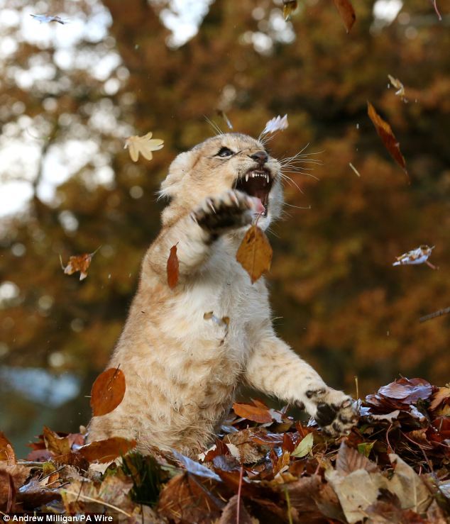 The ferocious beast and the pile of leaves. Karis is an 11 week old lion cub, born