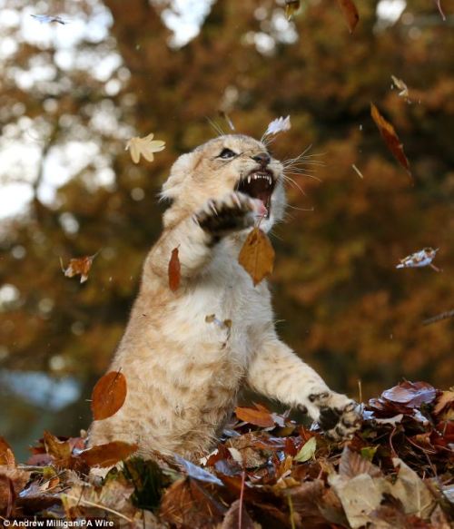 The ferocious beast and the pile of leaves. Karis is an 11 week old lion cub, born in September this year. “Staff at the Blair Drummond Safari Park, near Stirling, Scotland, had been raking up the leaves to keep the attraction tidy, when Karis&rsquo