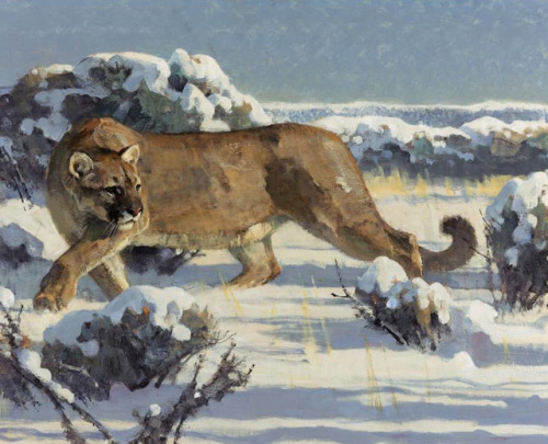 shear-in-spuh-rey-shuhn:BOB KUHNMountain LionOil and Pencil on Masonite14.5″ x 18.5″