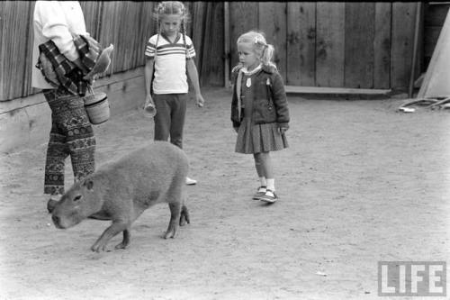 Capybara quickly considering its available escape routes(Allan Grant. 1959?)