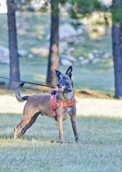 qualitydogs:  Grason - SAR Cadaver Dog by