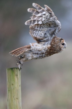 tect0nic:  Owl by Sian via 500px. 