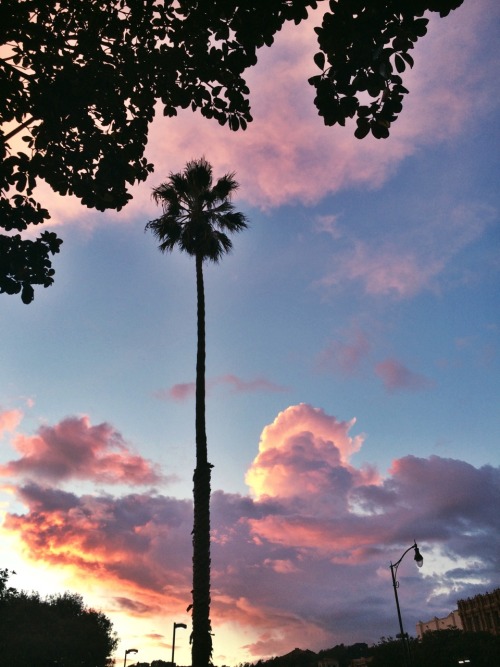 plantprincess:the sky in san francisco was porn pictures