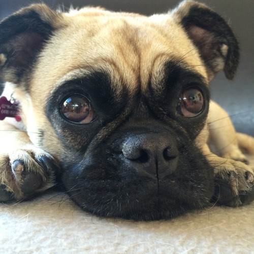 ilovepugs4ever:  Follow Dog Quotes.
