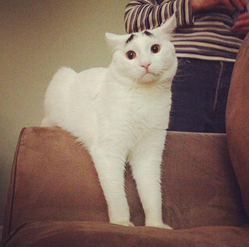  Sam the Cat with Eyebrows and a Permanent Worried Face 