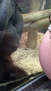 thenatsdorf:  Orangutan reacts to seeing a pregnant belly. [video]