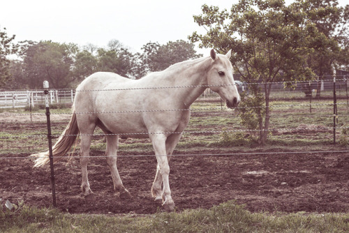 More horse pics :) • • • • • • #horse #horses #horsesofinstagram #barn #farm #nature #animal #animal