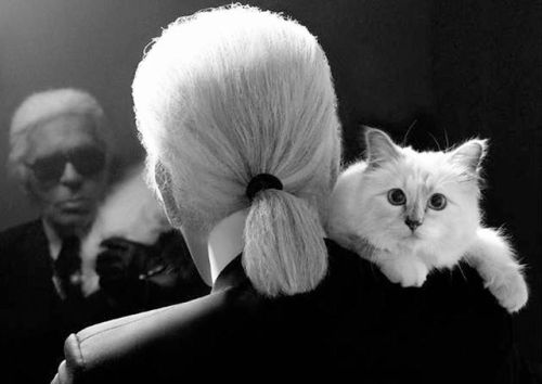 serafino-finasero:Karl Lagerfeld avec Choupette, 2010sR.I.P.