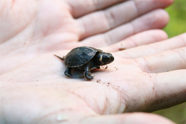 buzzfeed:  HI HELLO HERE ARE SOME ADORABLE TINY BABY ANIMALS OK THAT’S ALL YOU’RE