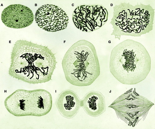 Top: Drawings of mitosis in newt cells found in W. Flemming, Zellsubstanz, kern und zelltheilung (Ve