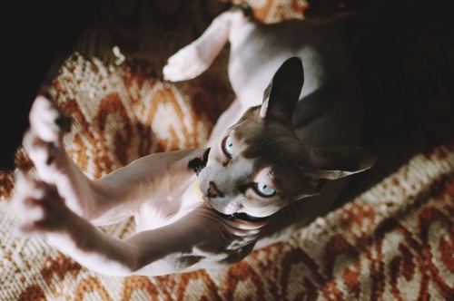 sphynx cat