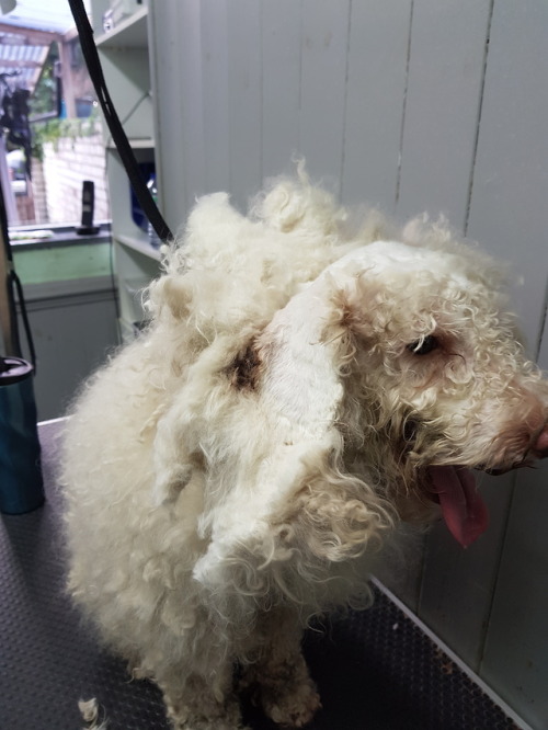 kushonthecoast: triggeredmedia: vadenspoo: grooming-tails:  Here is the most sweet patient lovely bo