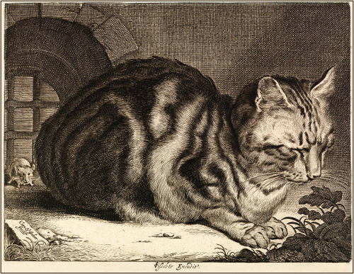 thisandcat:Cornelis Visscher(1629-1658), Cat Sleeping, 1657