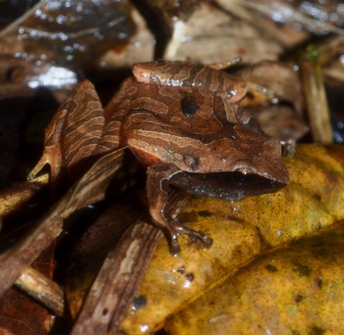 Malagasy Striped Rain Frog (Plethodontohyla mihanika), at the Bakozetra locality of the Torotorofots