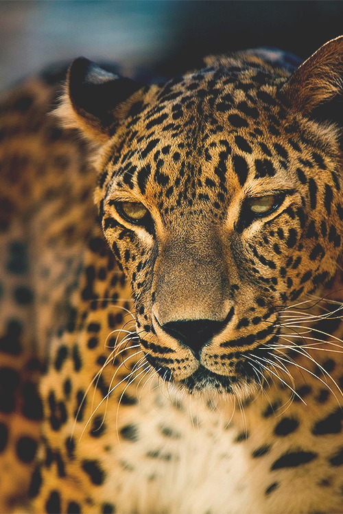 Porn photo wearevanity:  The Leopard © 