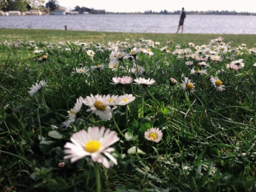 purityplants:  the lake 
