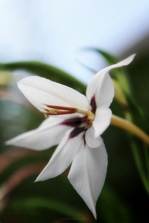 botanical gardens