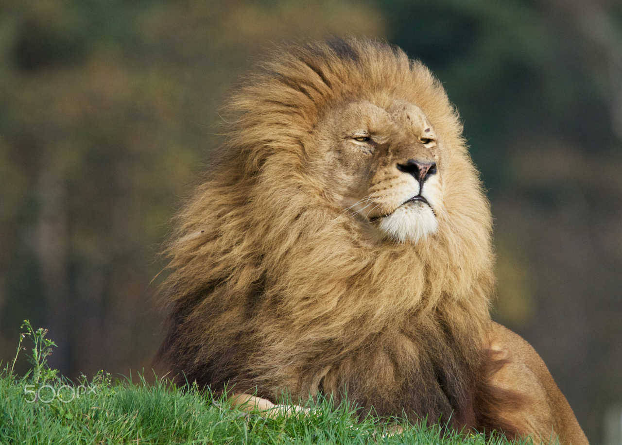 https://500px.com/photo/130034819/proud-cat-by-michael-adcock?utm_source=cristi-raraitu.blogspot.com.es&amp;utm_medium=referral&amp;utm_campaign=embed&amp;utm_content=web