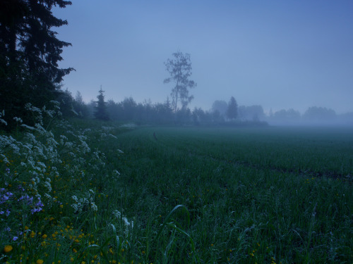 90377: Foggy fields by andy banks