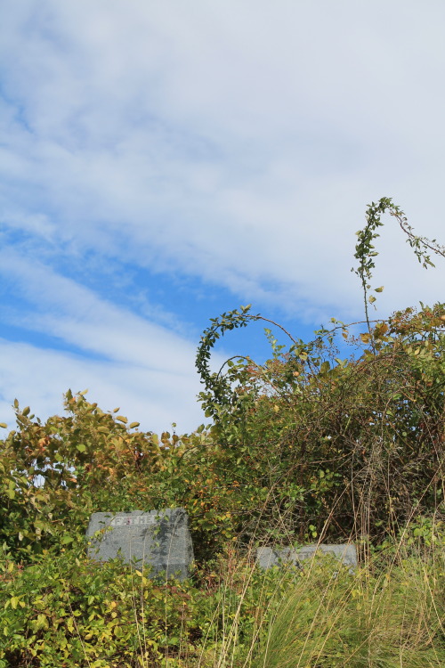 Lonely, overgrown graves at Mount Moriah Cemetery in Philadelphia.