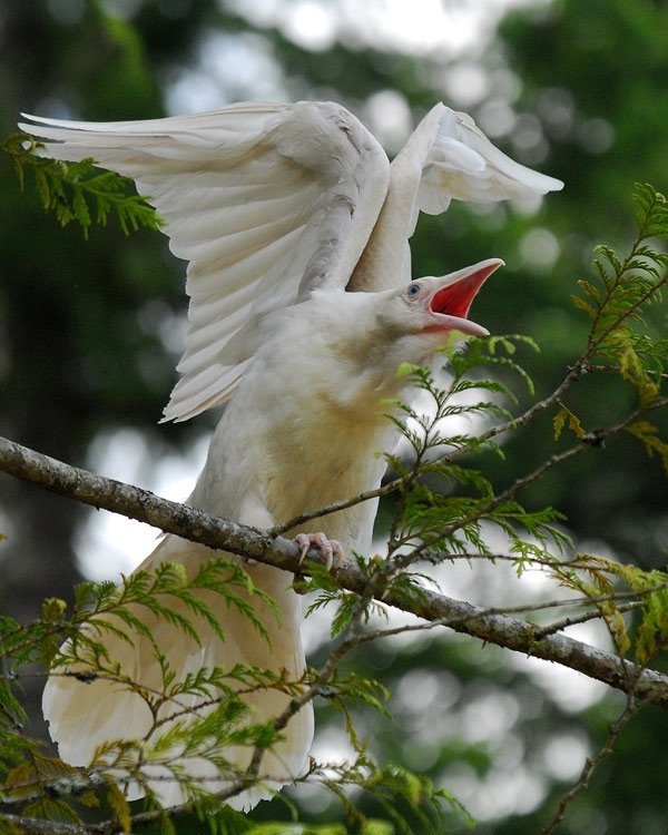 paganalia: The white ravens of Qualicum Beach, Vancouver Island in British Columbia,
