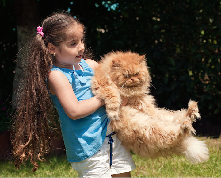 mymodernmet:  Meet Garfi, the worldâ€™s angriest cat. The seemingly wrathful