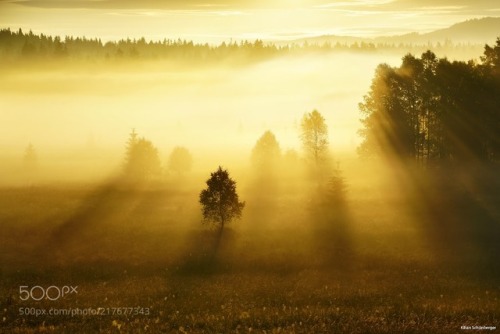 Fog is Life by kilianschoenberger