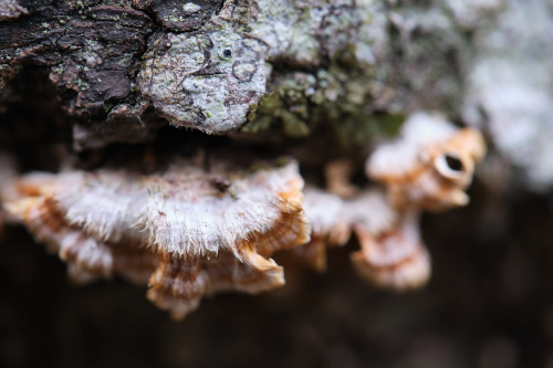 Wild Turkey tail.