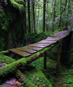 bluepueblo:  Forest Bridge, Hope, British Columbia photo via barbara 