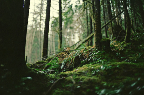 forest floor moss and ferns by cclogg on Flickr.