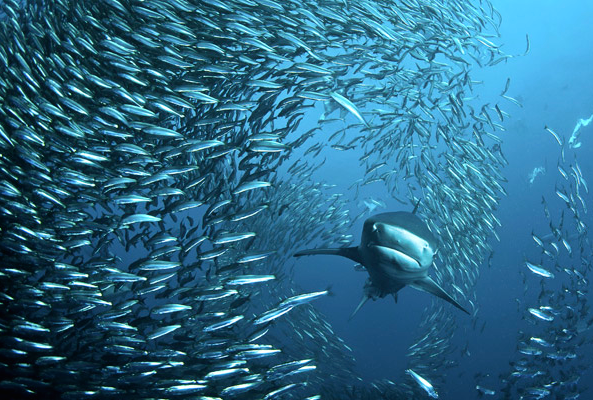 nubbsgalore:  safety in numbers. photos of sharks attacking a sardine bait ball by