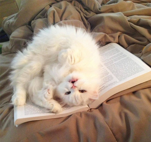 telesilla:awesome-picz:Cats That Need Your Attention The Exact Moment You Start Reading  Cats Agains