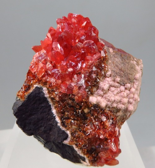 Rhodochrosite on Manganese matrix - Hotazel, North Cape Province, South Africa