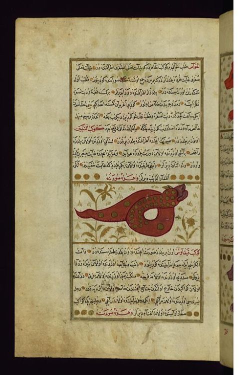 heaveninawildflower:1) Ursa Minor and Ursa Major2) Draco3) Lyre and Cygnus4) Pegasus and Andromeda 5