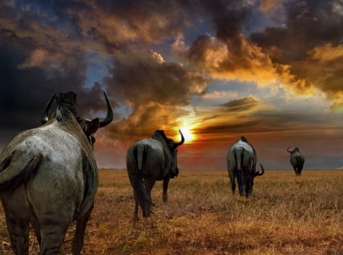 bigclitblackwomen:  africa-makanaka:  stories-yet-to-be-written:  Beautiful Photos Of Africa  http://africa-makanaka.tumblr.com   Tru eden