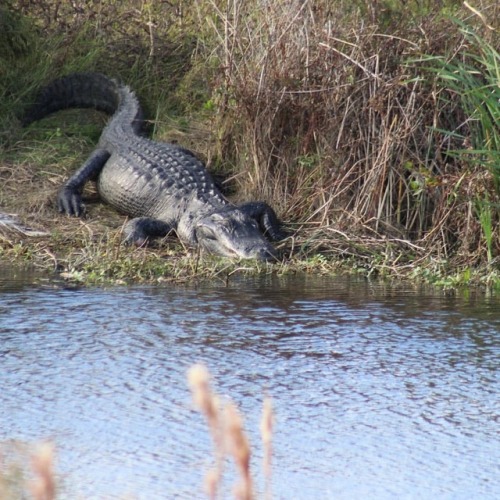 American Alligator (Alligator mississippiensis) #herping #florida #nature #wildlife #fieldherping #w