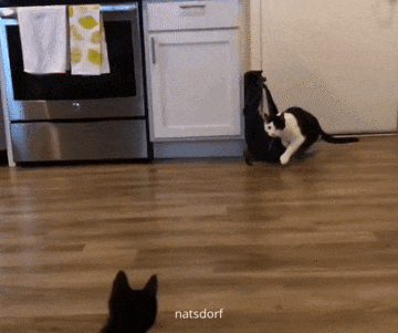 thenatsdorf:  John CENAAAAAAAAAAAAAAAA! [source]