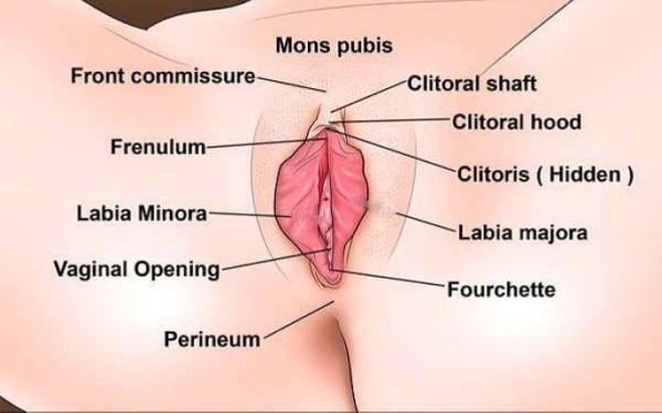 ultracameltoepussy: THIS IS WHAT EXACTLY “MONS PUBIS” (MOUND OF VENUS) IS . NOTICE