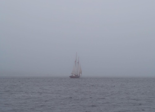 Foggy June