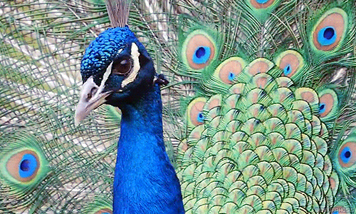 biomorphosis:  Interesting Fact: When the sunlight hit peacock feathers, the colors of the tail will look different every time you change angle. It is the same reason most male peacock court and do the the tail dance in broad daylight. 