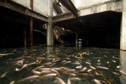 gasoline-station:  Abandoned mall in Bangkok has been overtaken by fish There’s something particularly eerie about an abandoned shopping mall. Perhaps it’s the stark contrast from it’s intended purpose: to see such a sterile place once designed