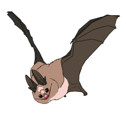 Bonus little bat, she’s called Kuiper. Andrew’s pet/companion.