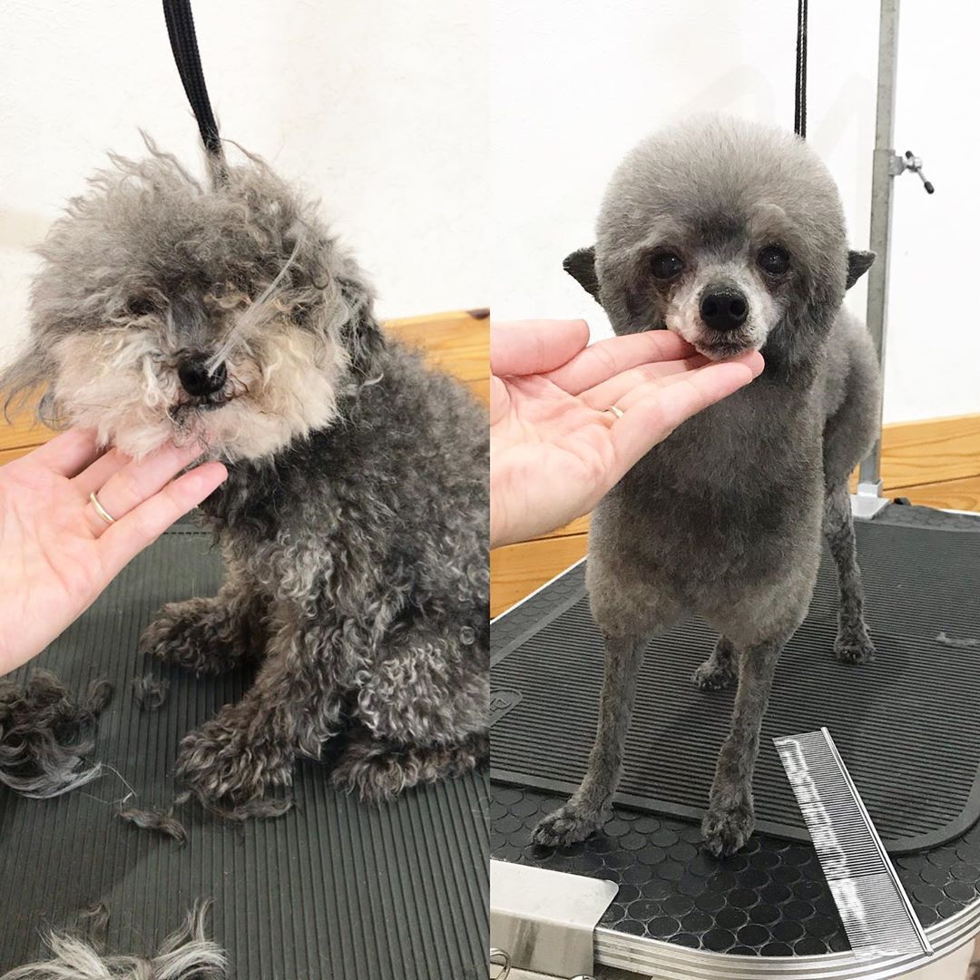 Dog Salon Lead すっきりテディベアカット W ドッグサロンリード Dogsalonlead