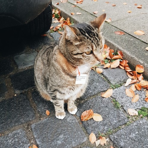 libraerie:magyarmagpie:libraerie:a friend i bumped into the other day !What does the tag on its coll