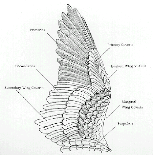 fucktonofanatomyreferences:An appreciative fuck-ton of bird wing anatomy references (from various so