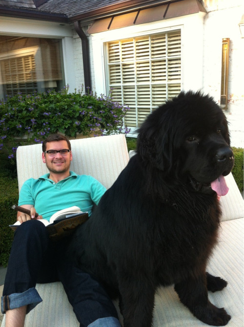 dumpster-rat:scxmbvg: BIG DOGS THAT THINK THEY’RE SMALL LAP DOGS ARE MY FAVORITE DOGS IN THE E